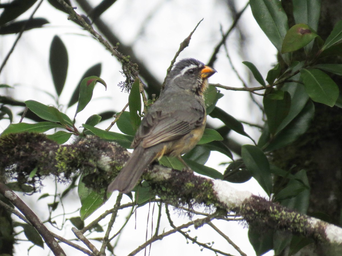 Thick-billed Saltator - ML628406925