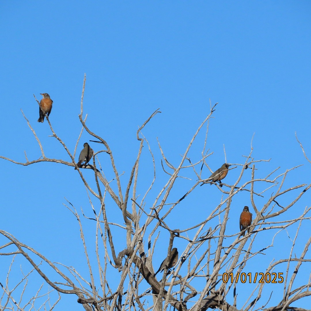 American Robin - ML628407157