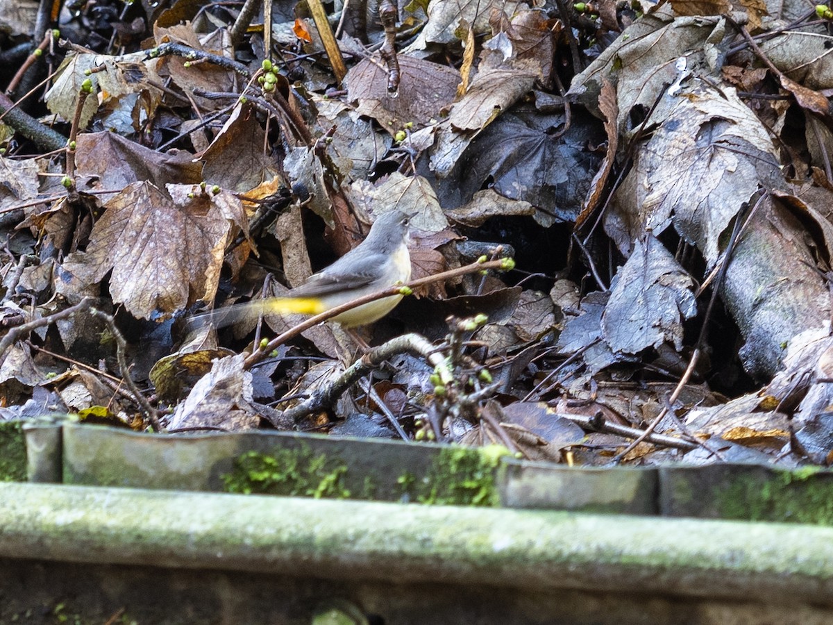 Gray Wagtail - ML628407284