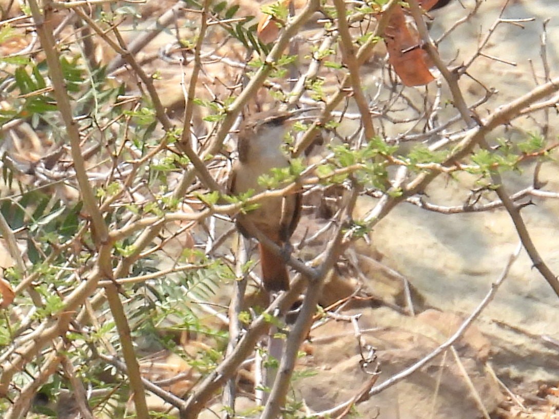 Bolivian Earthcreeper - ML628407393