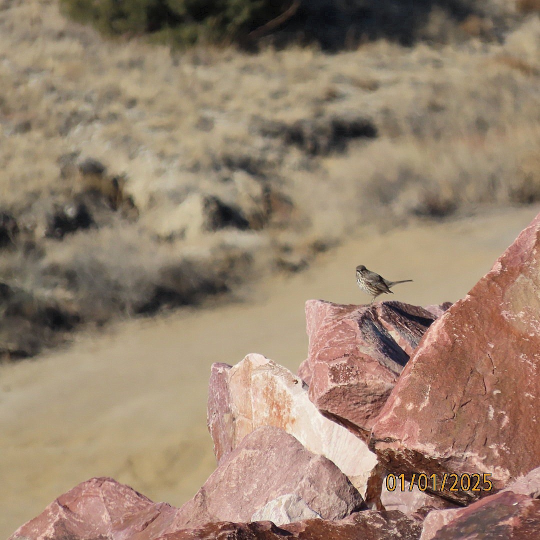 Sage Thrasher - ML628407519