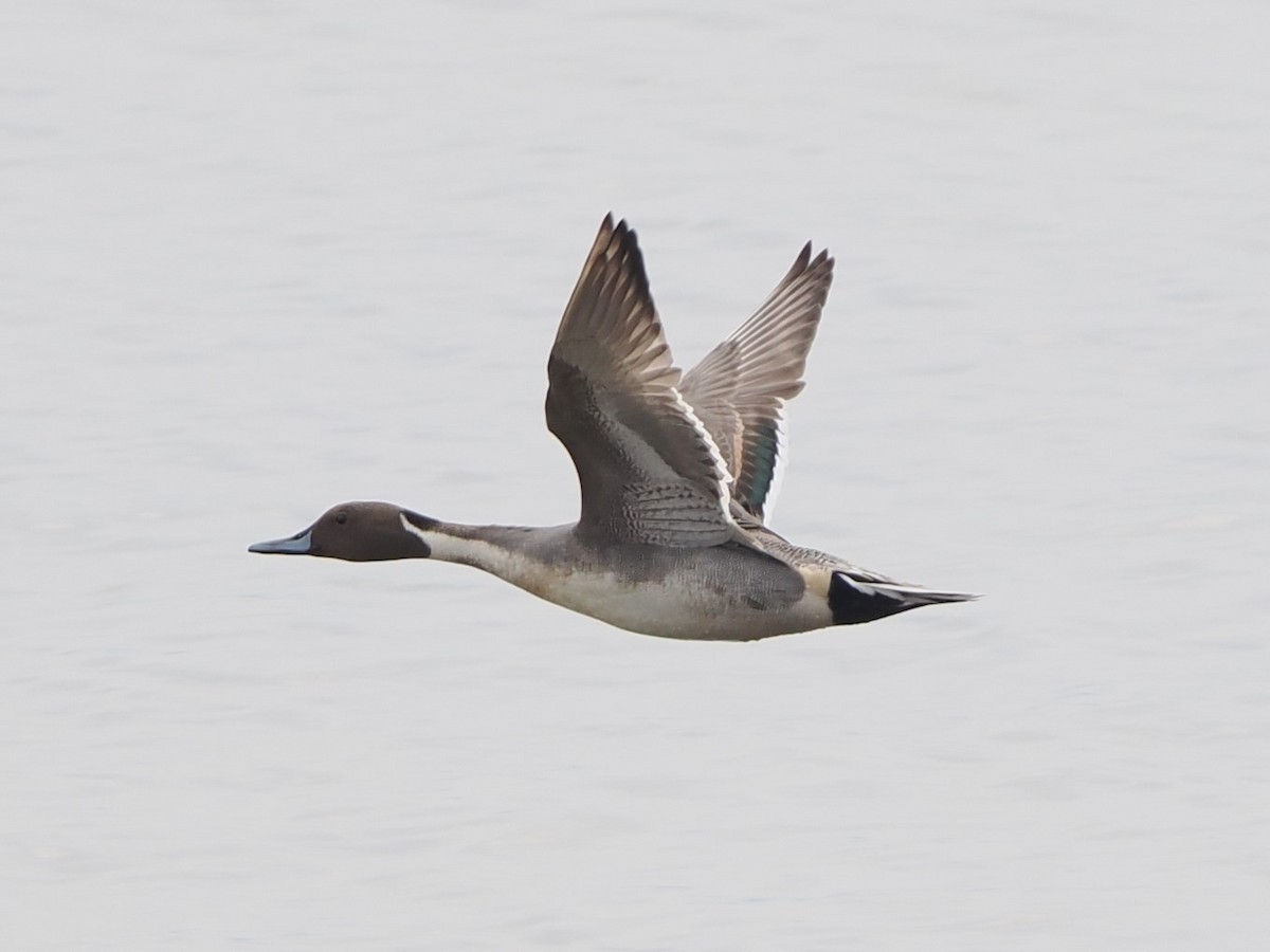 Northern Pintail - ML628407616