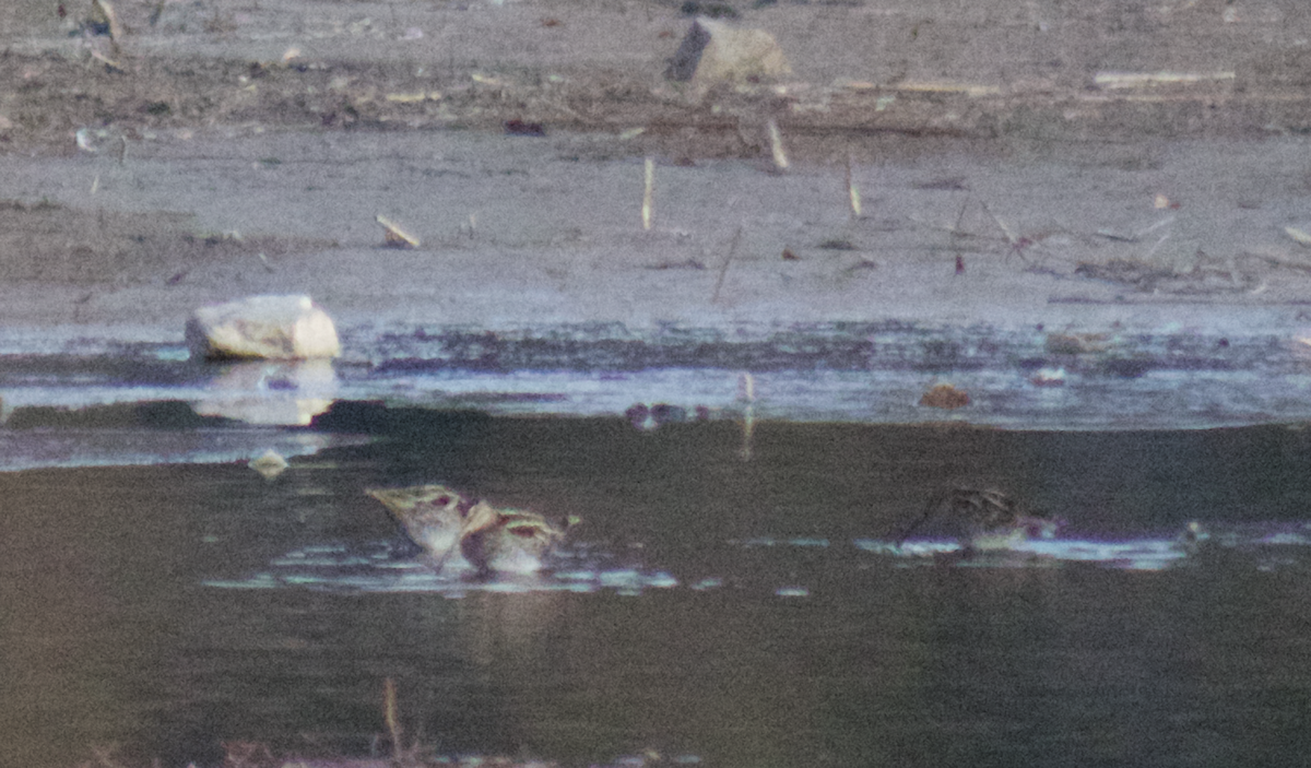 Wilson's Snipe - ML628407655