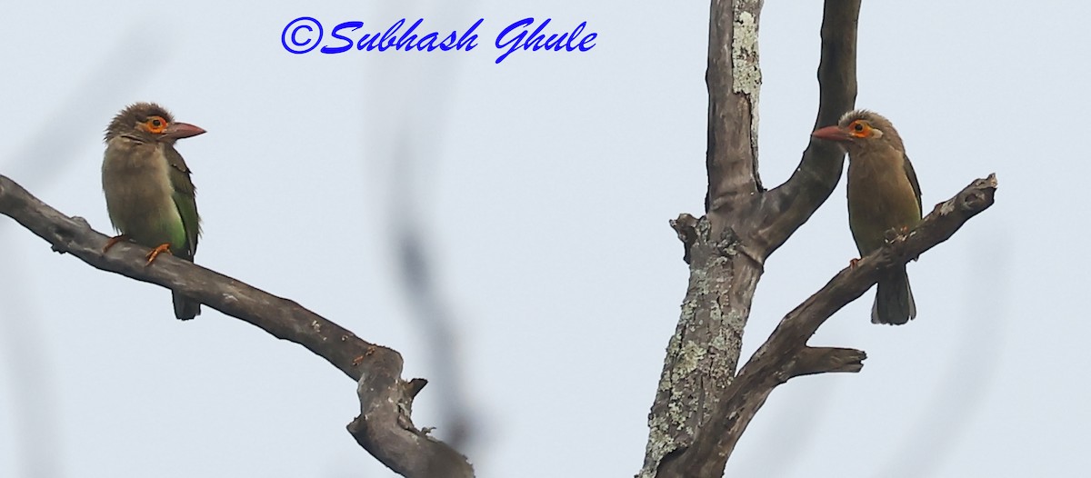 Brown-headed Barbet - ML628407661