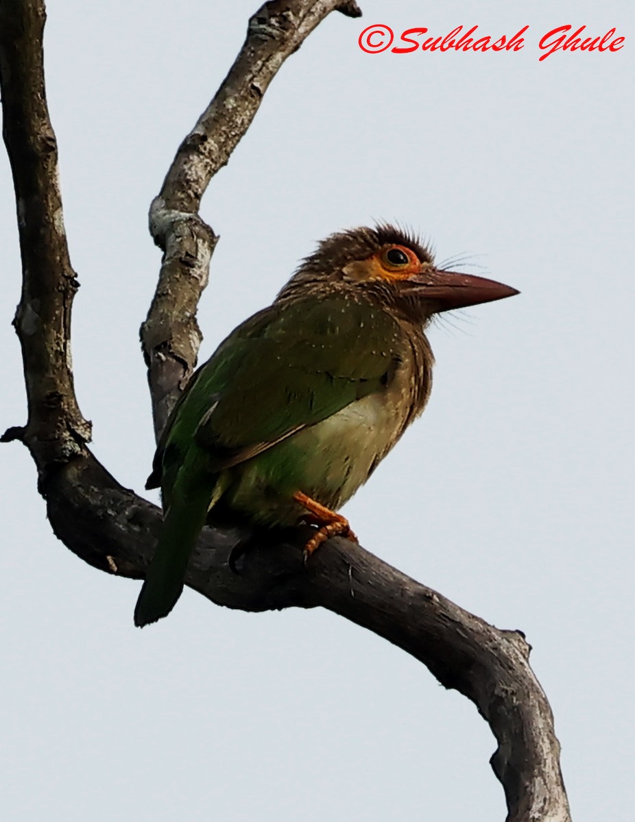 Brown-headed Barbet - ML628407662