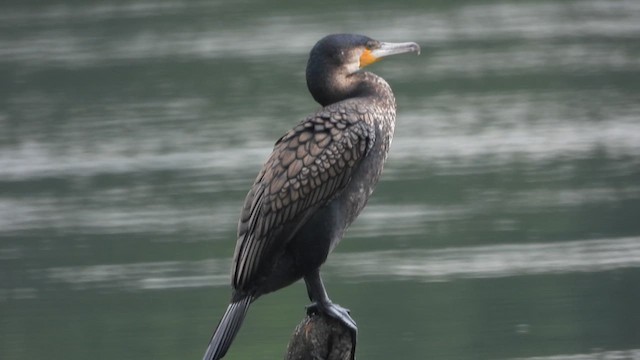 Great Cormorant (White-breasted) - ML628407790