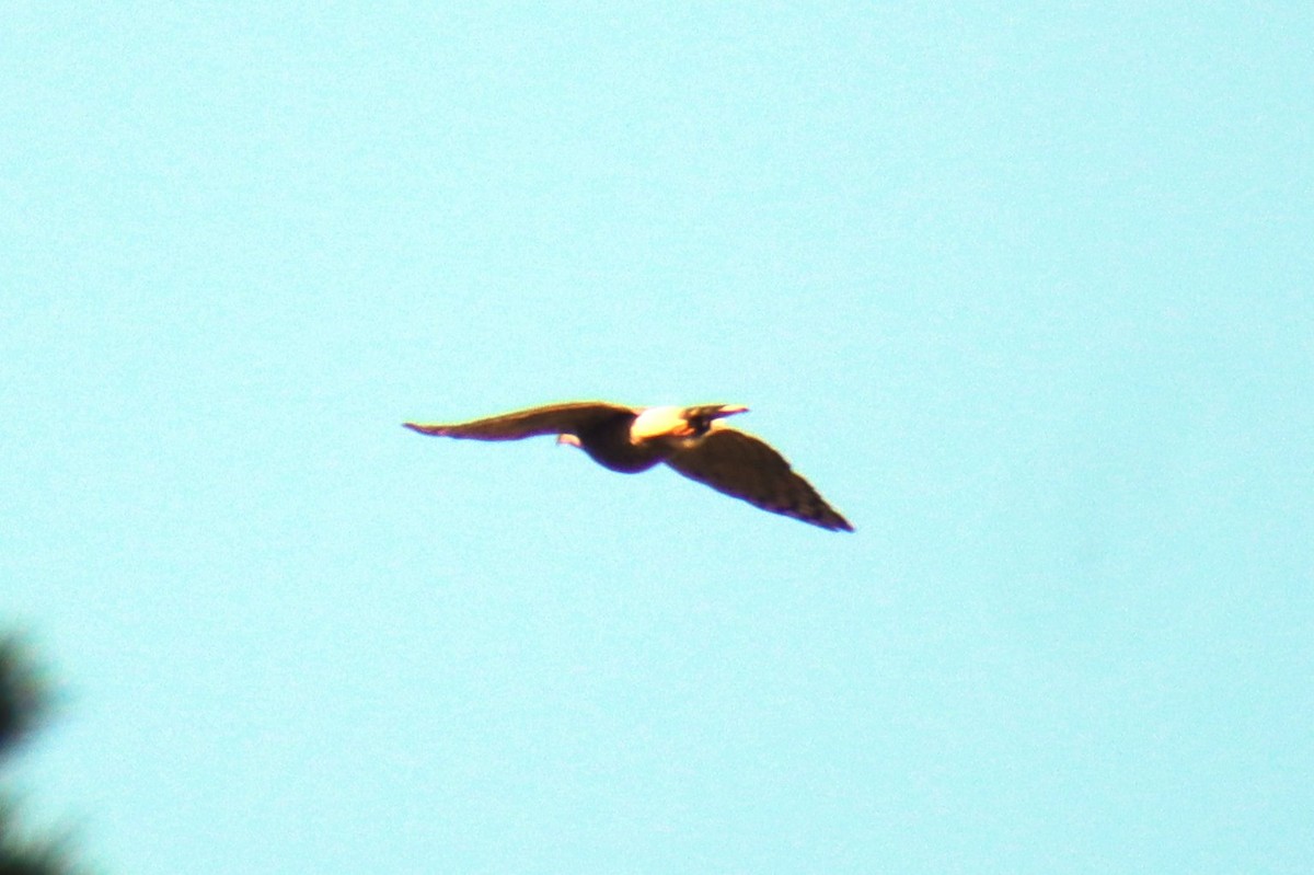 Crested Goshawk - ML628407899