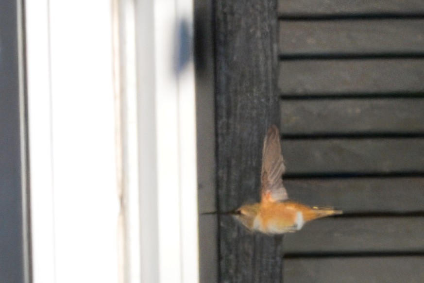 Selasphorus sp. - ML628407932