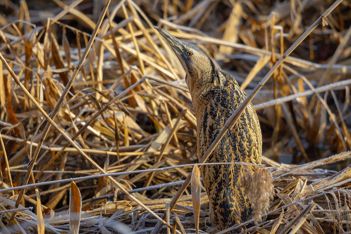 Eurasian Bittern - Woochan Kwon