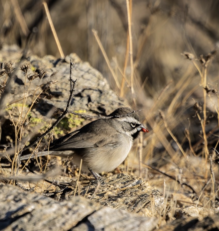 Black-throated Sparrow - ML628408260