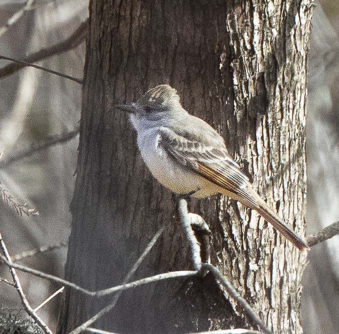 Ash-throated Flycatcher - ML628408607