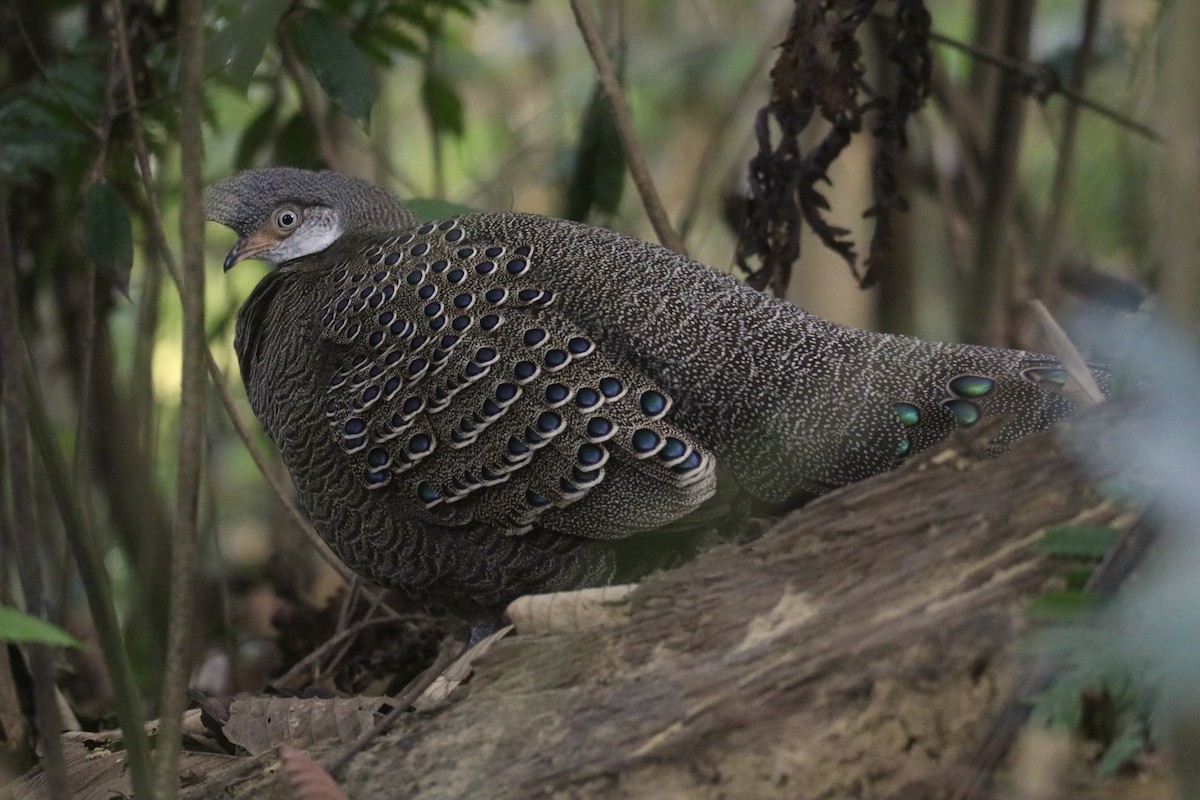 Gray Peacock-Pheasant - ML628408768