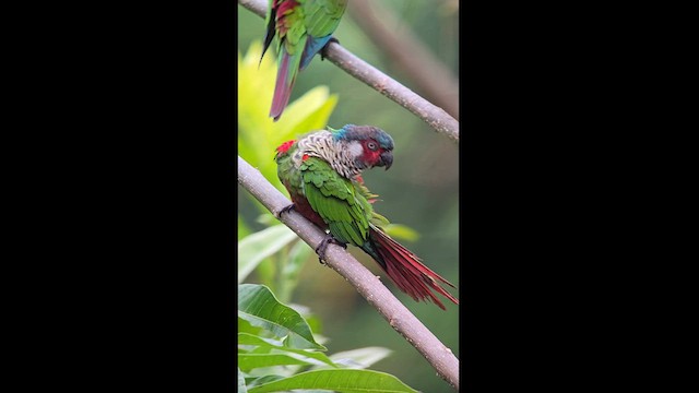 Painted Parakeet - ML628408859