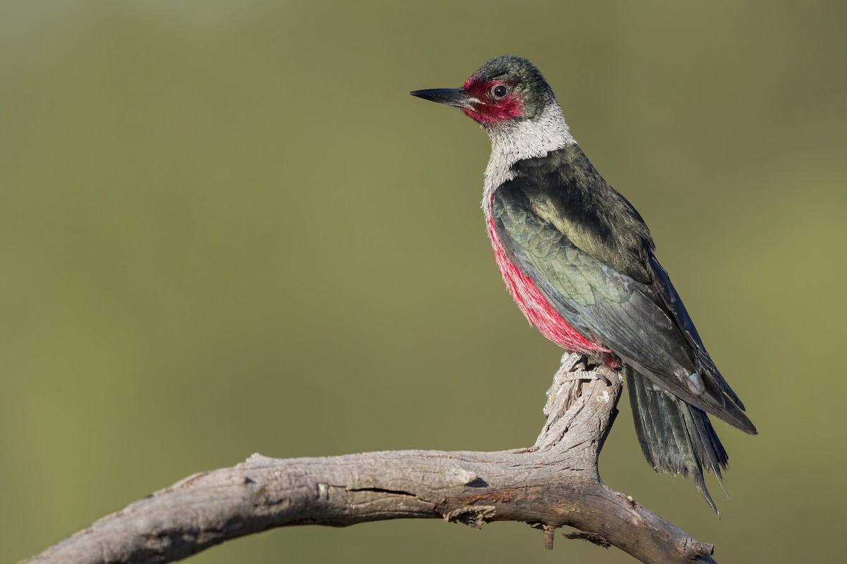 Lewis's Woodpecker - ML628408920