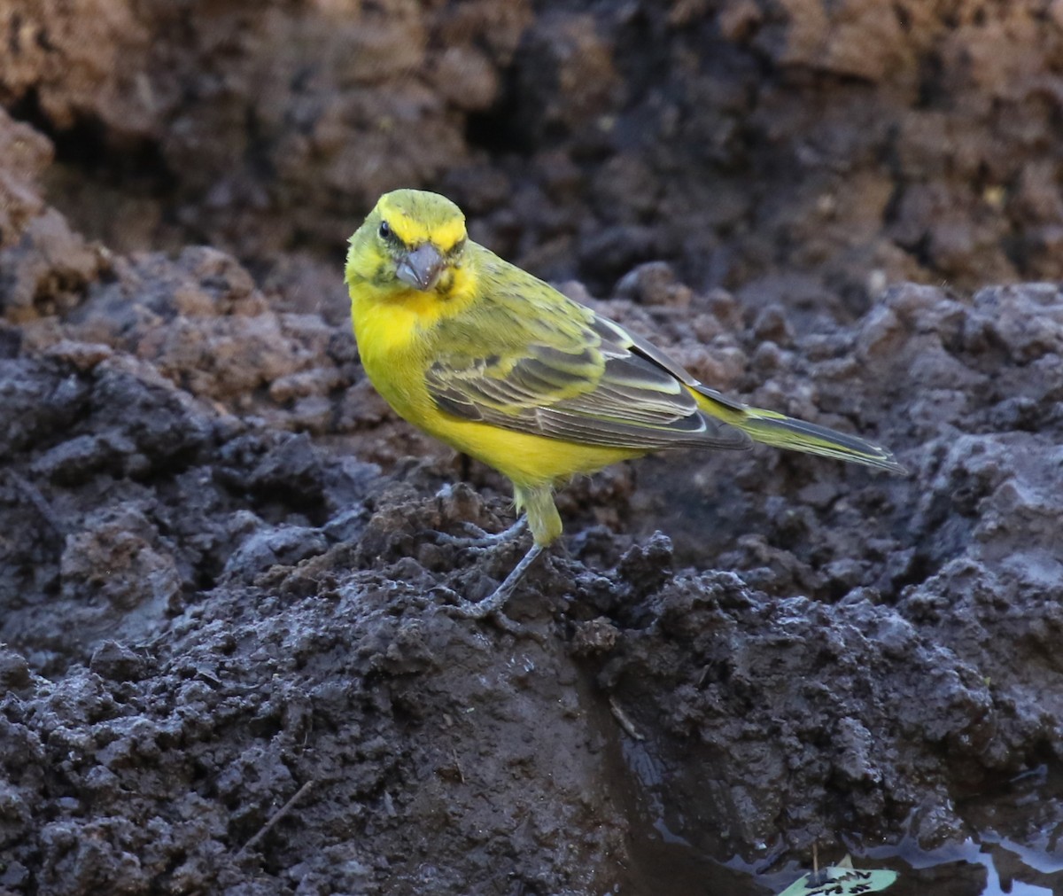 Serin de Sainte-Hélène - ML628408929