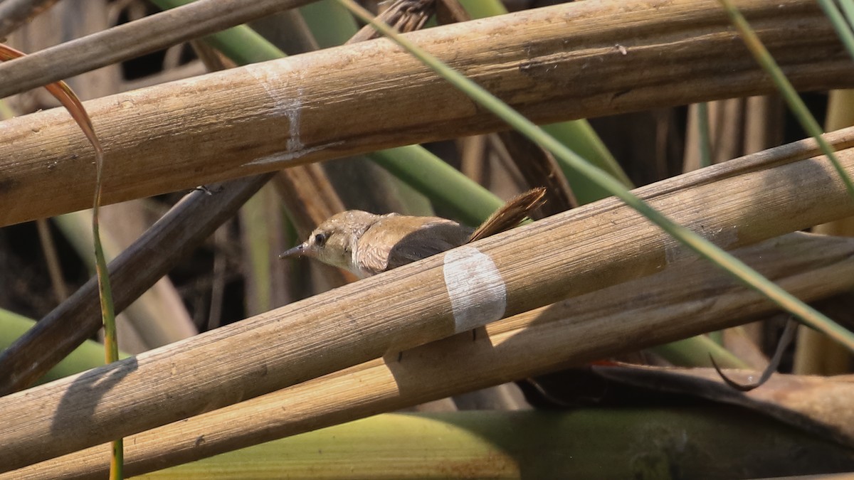 Lesser Swamp Warbler - ML628408952