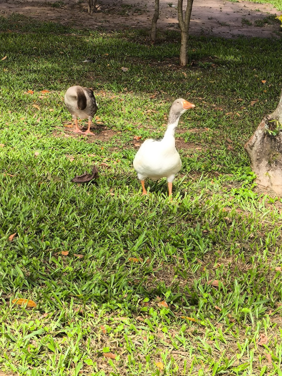 Graylag Goose (Domestic type) - ML628409046
