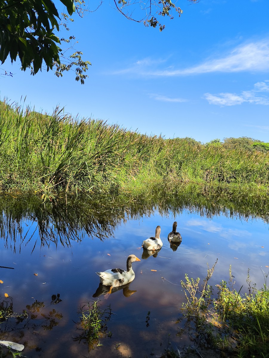 Graylag Goose (Domestic type) - ML628409047