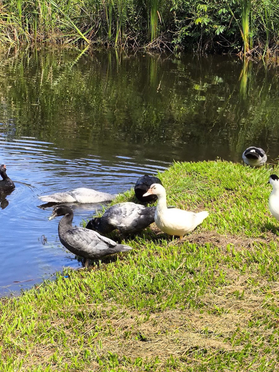 Muscovy Duck (Domestic type) - ML628409054