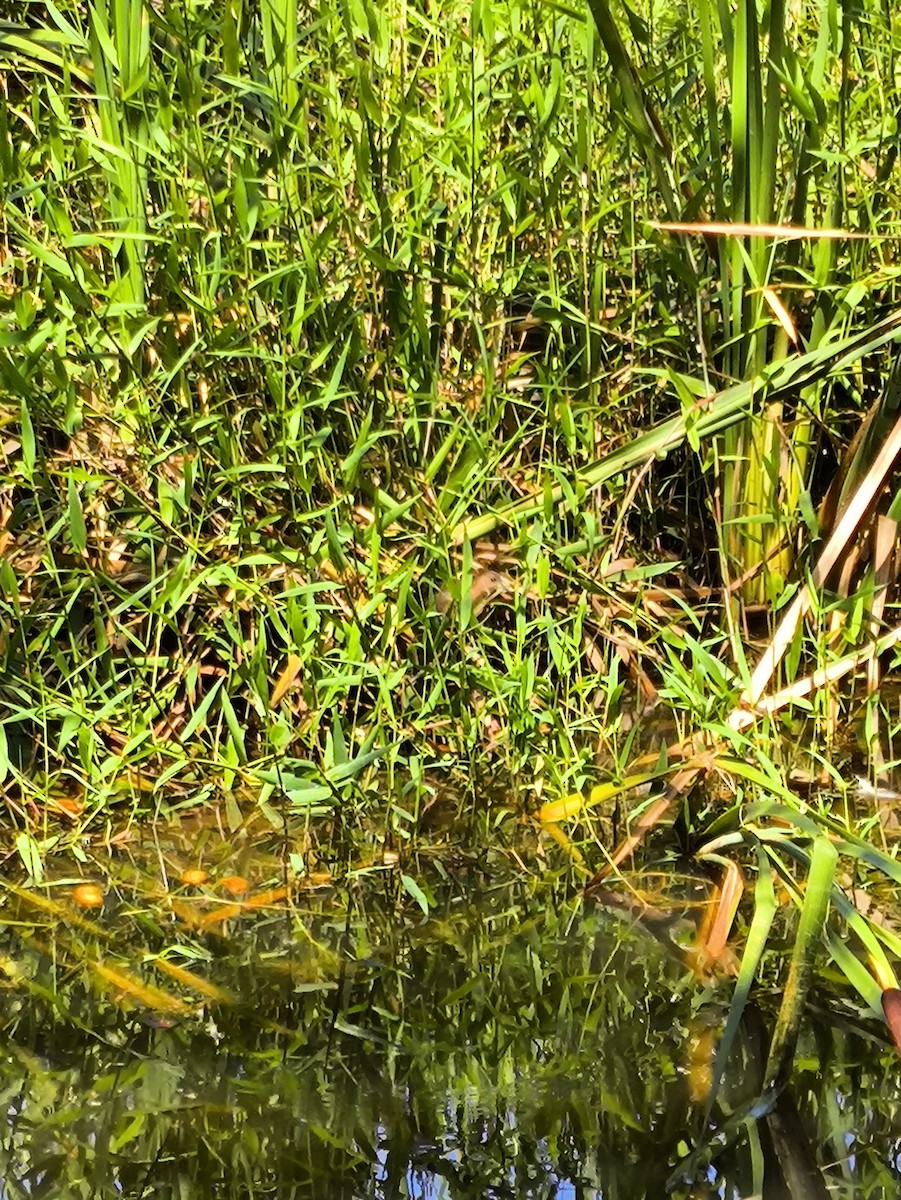 Rufous-sided Crake - ML628409078