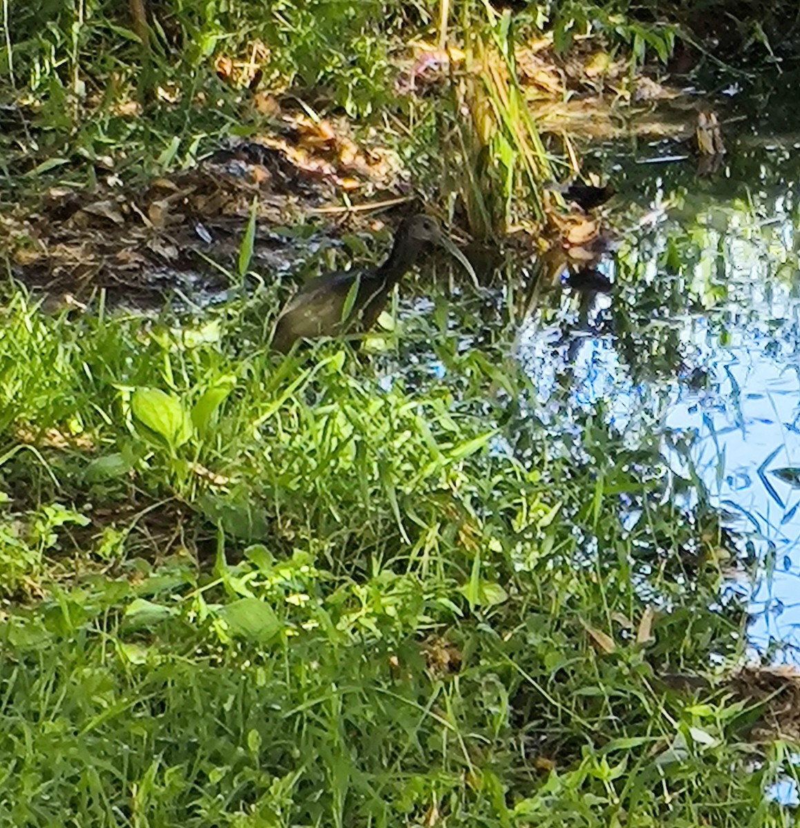 Green Ibis - ML628409082