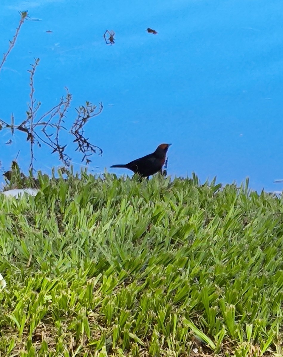 Chestnut-capped Blackbird - ML628409084