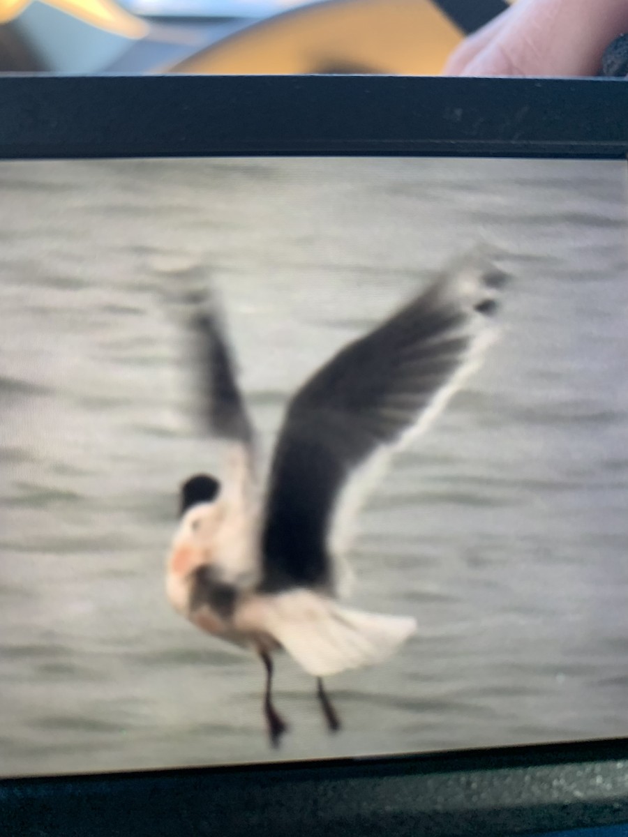 Franklin's Gull - ML628409115