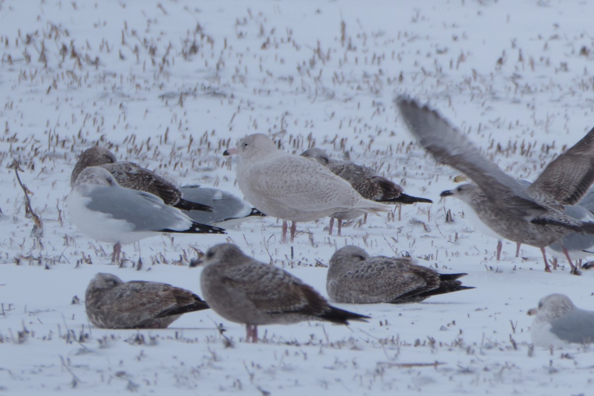 Glaucous Gull - ML628409362