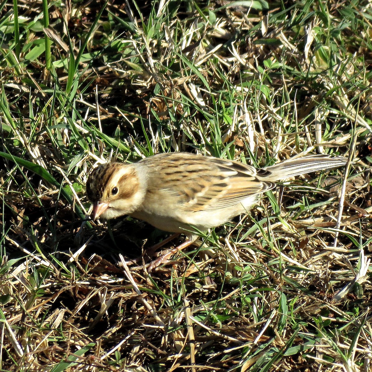 Clay-colored Sparrow - ML628409384