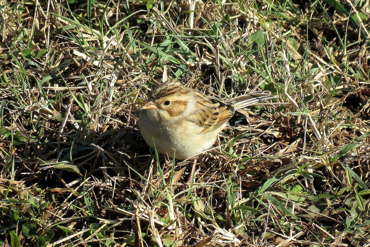 Clay-colored Sparrow - ML628409385