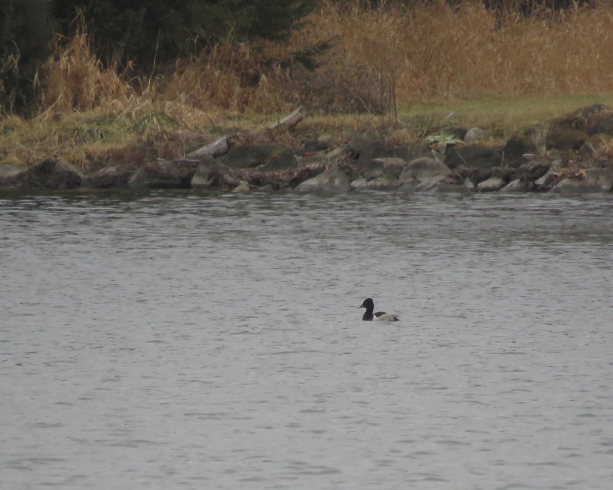 Ring-necked Duck - ML628409449