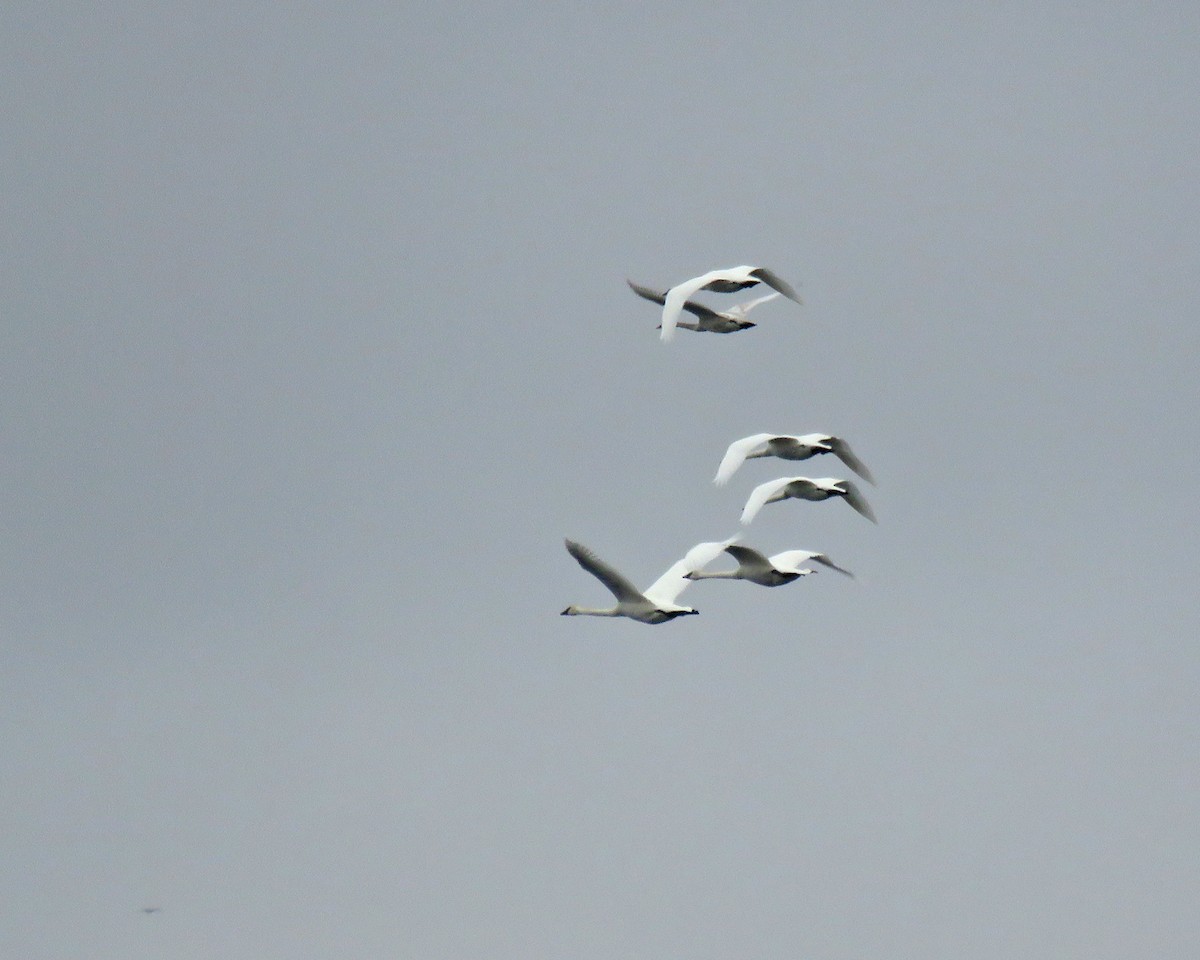 Trumpeter Swan - ML628409529