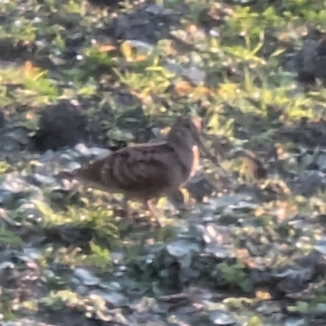 Eurasian Woodcock - ML628409641