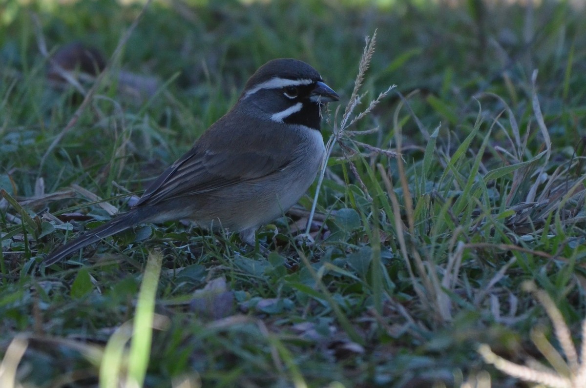 Black-throated Sparrow - ML628409663