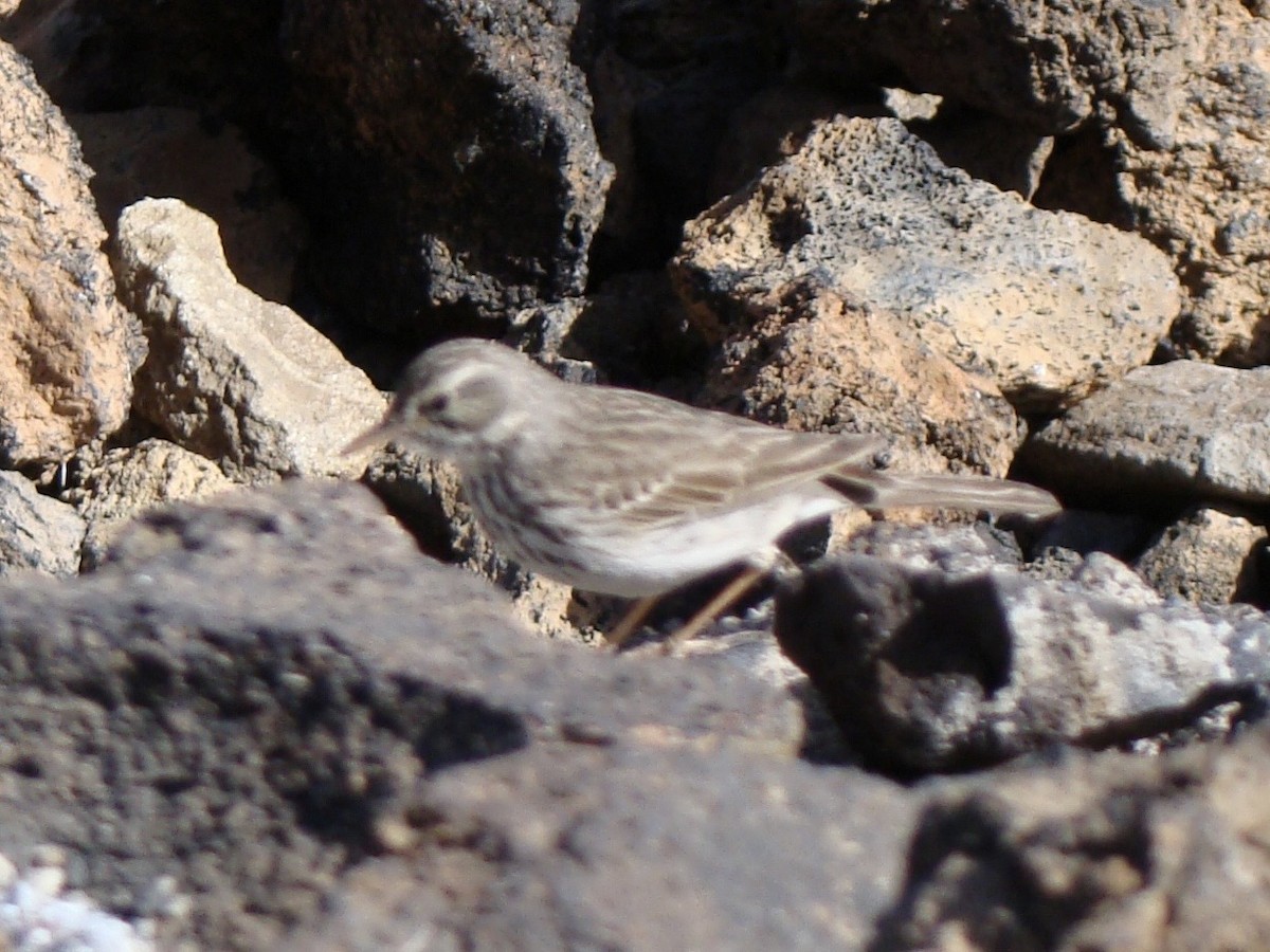 Berthelot's Pipit - ML628409907