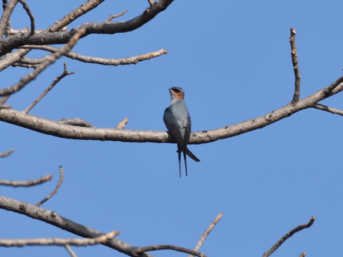 Crested Treeswift - ML628409976