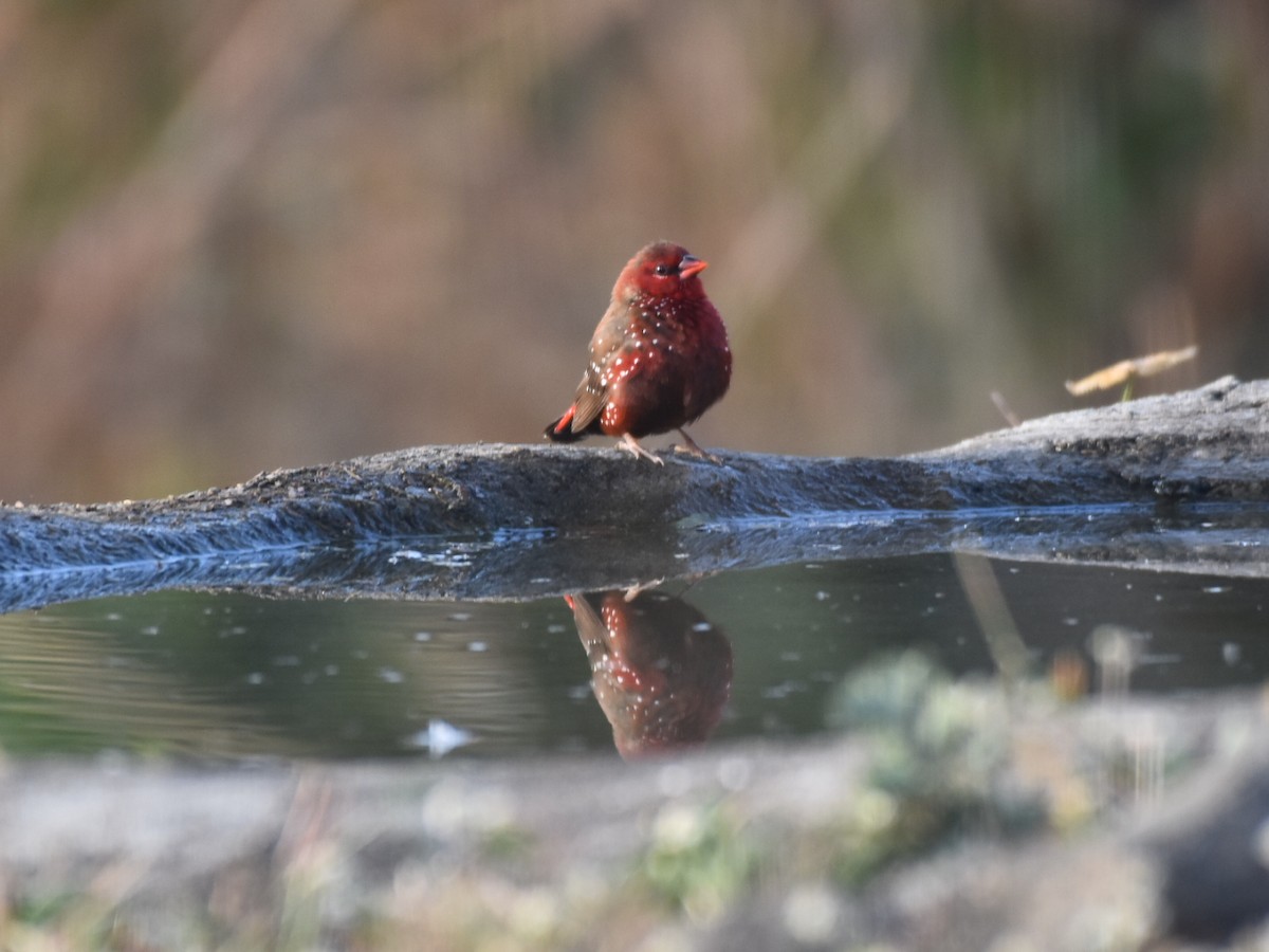 Red Avadavat - ML628410004
