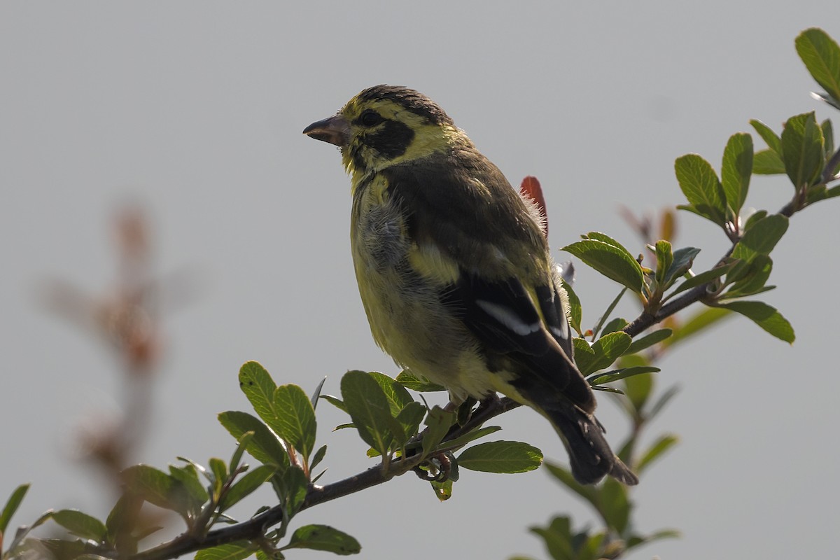 Yellow-breasted Greenfinch - ML628410068