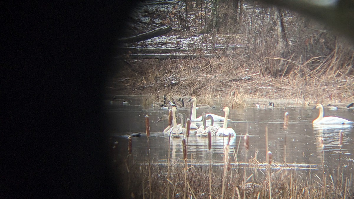 Trumpeter Swan - ML628410103