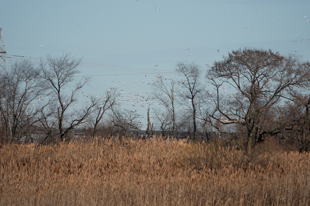 Snow Goose - ML628410245