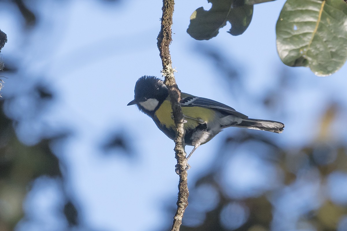 Green-backed Tit - ML628410361