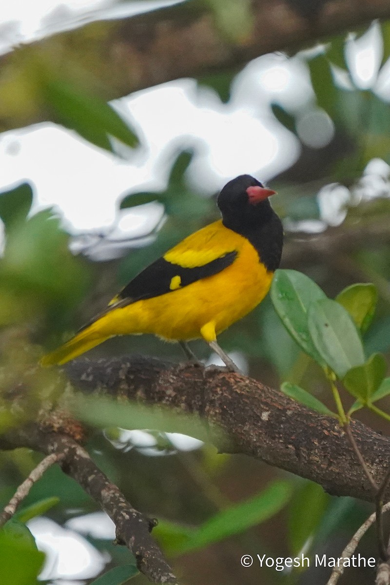 Black-hooded Oriole - ML628410492