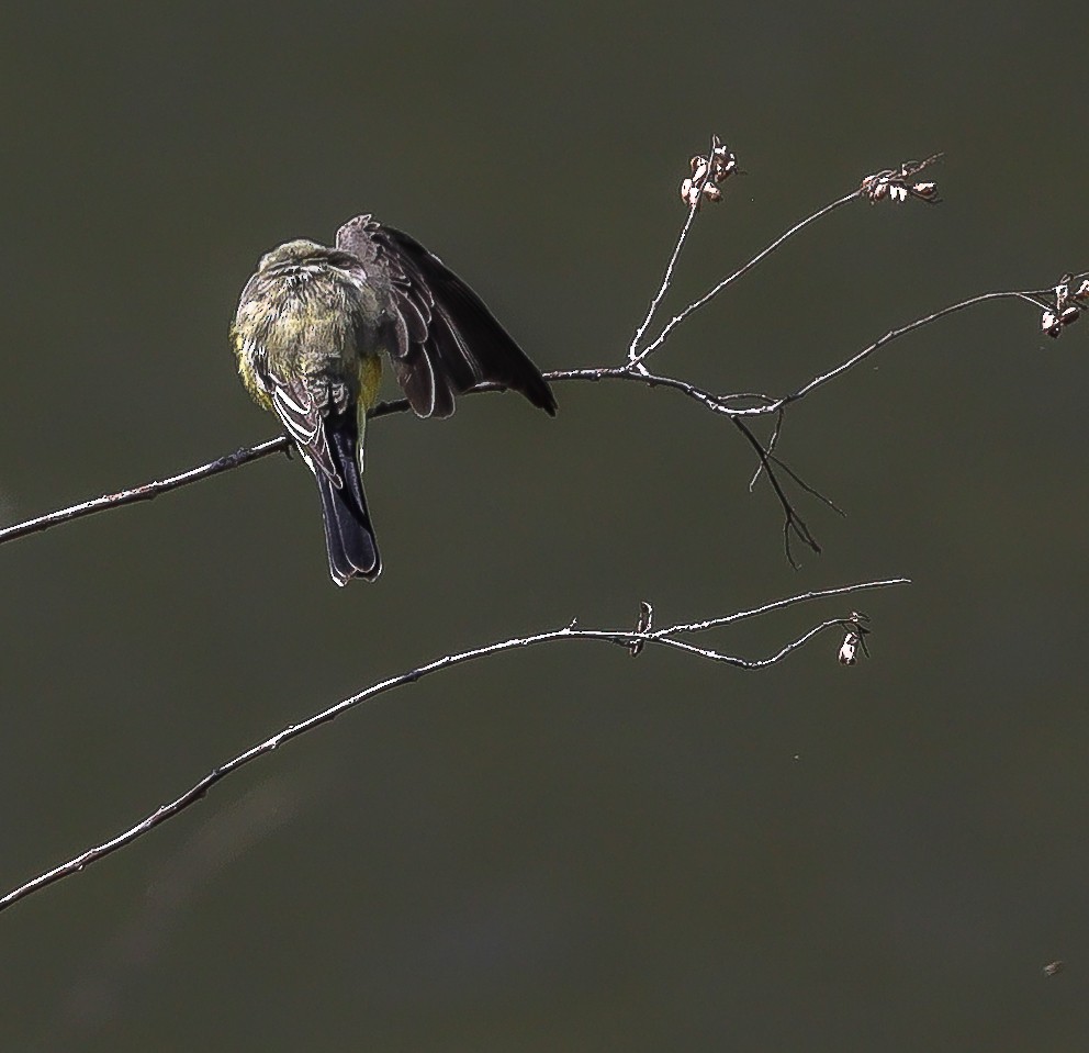 Western Kingbird - ML628411138