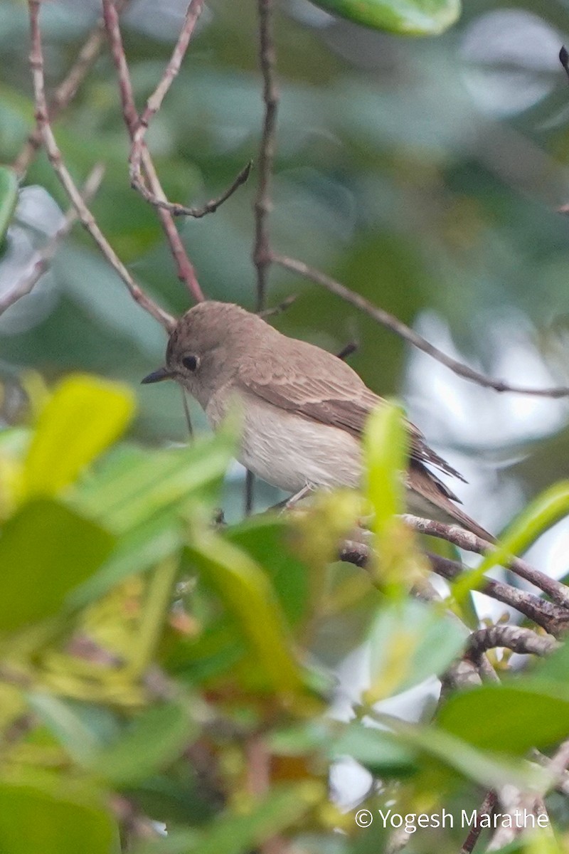 Asian Brown Flycatcher - ML628411163