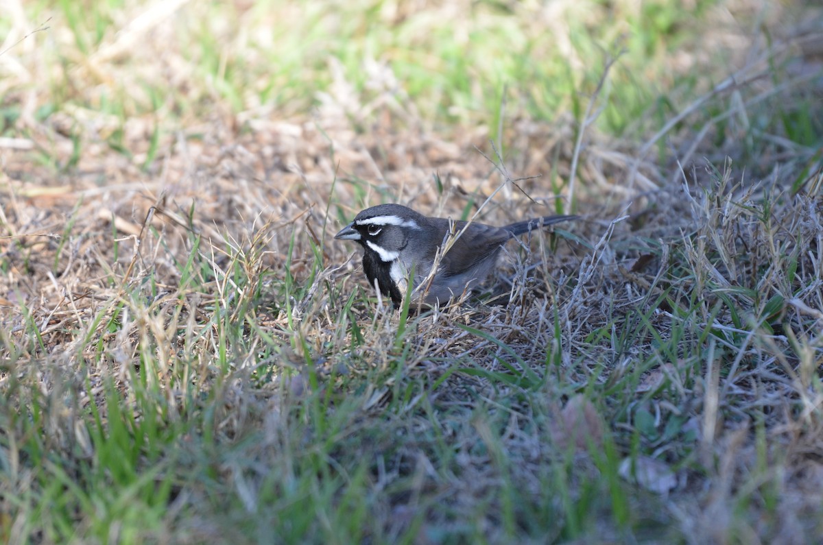 Black-throated Sparrow - ML628411186