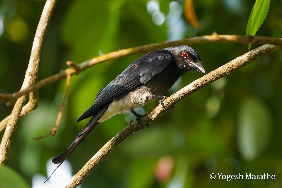 White-bellied Drongo - ML628411207