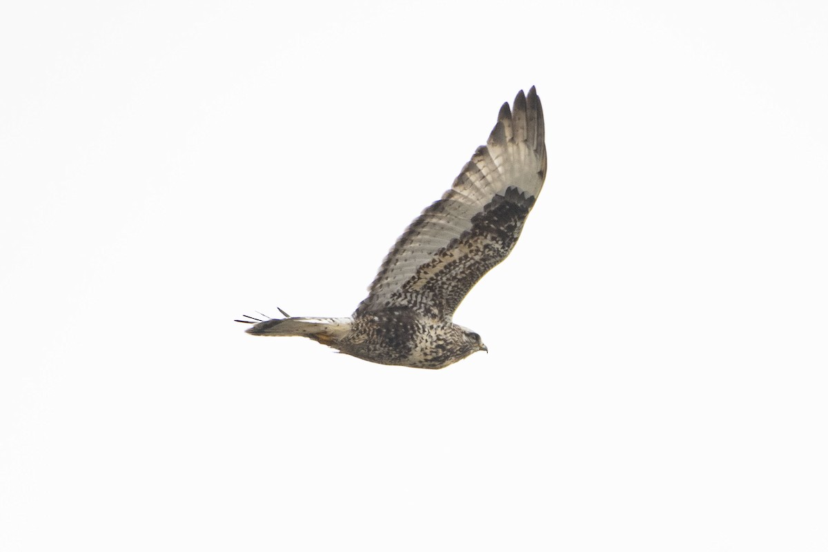 Rough-legged Hawk - ML628411344
