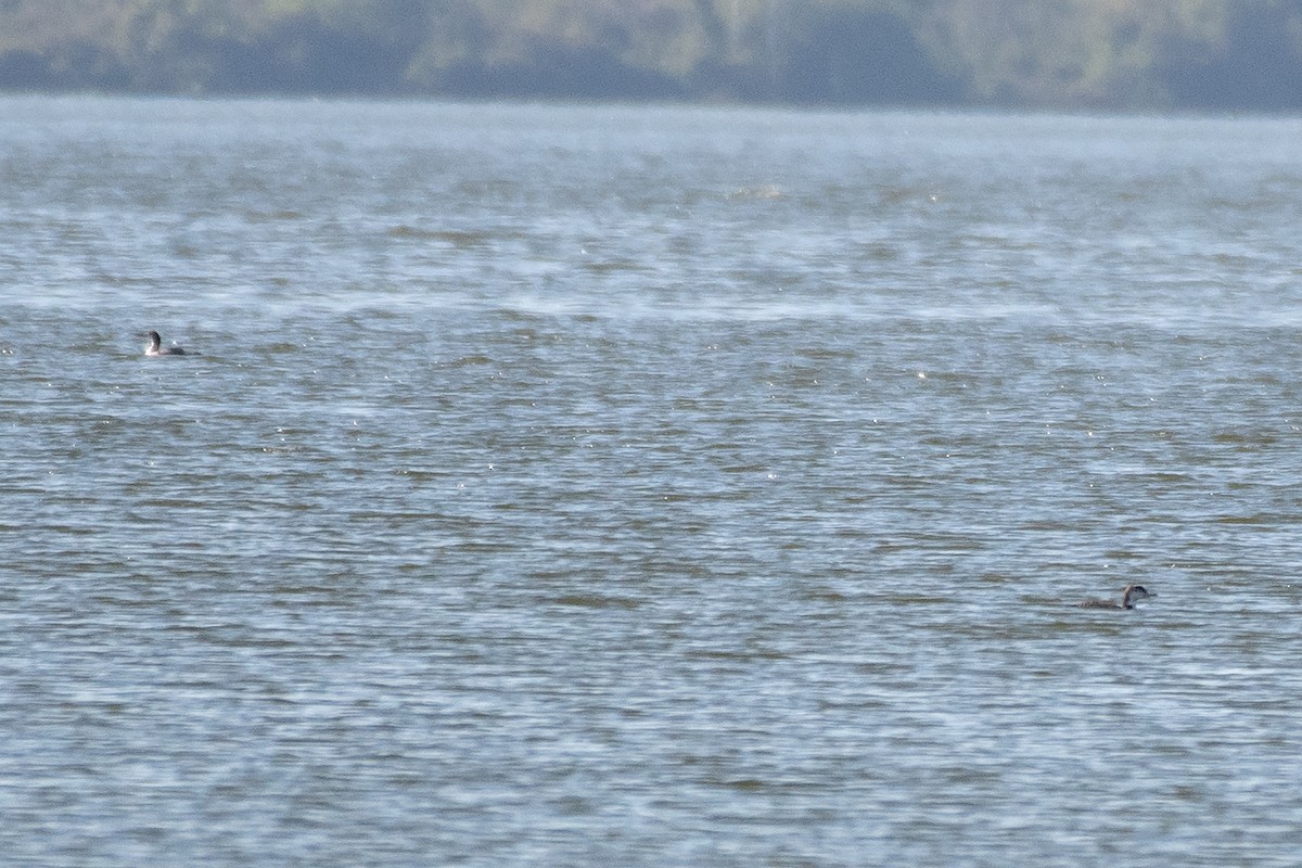 Common Loon - ML628411471