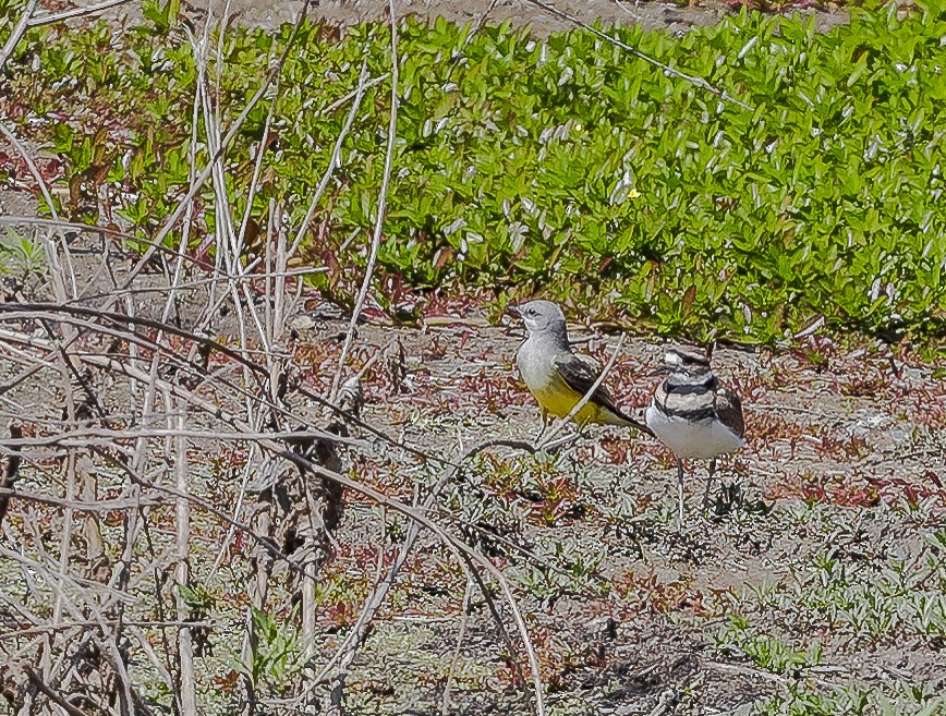 Western Kingbird - ML628411501