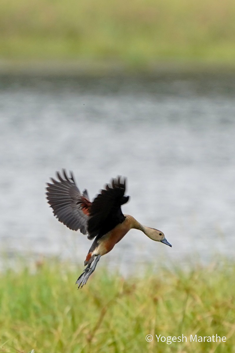 Lesser Whistling-Duck - ML628411529